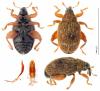 Orchestes erythropus